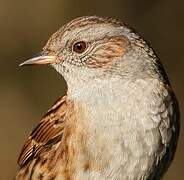 Dunnock