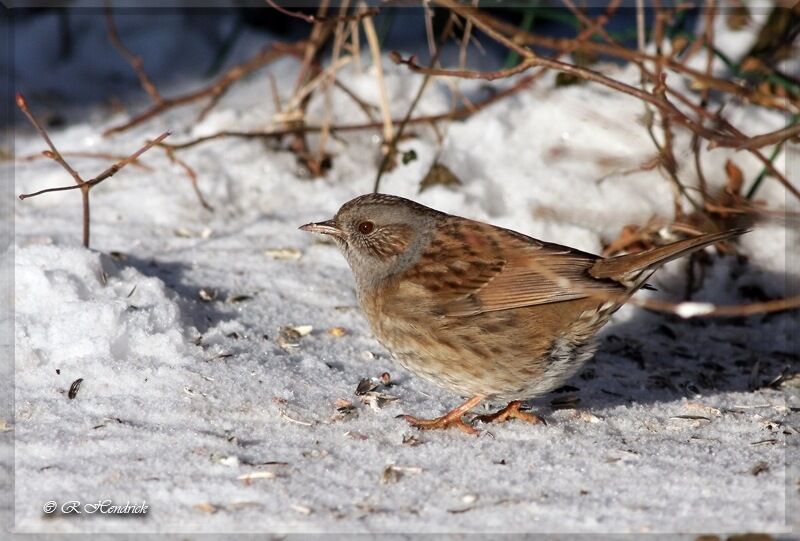 Dunnock