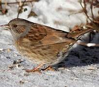 Dunnock