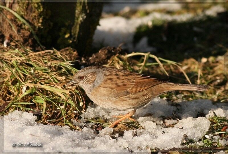 Dunnock