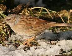 Dunnock