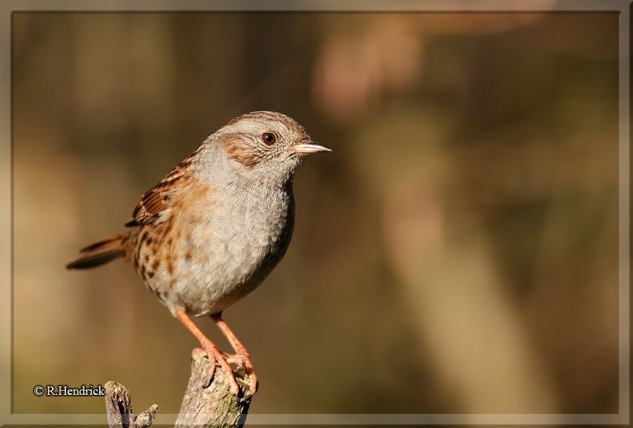 Dunnock