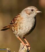 Dunnock