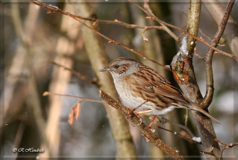 Dunnock