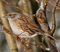 Dunnock