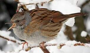 Dunnock