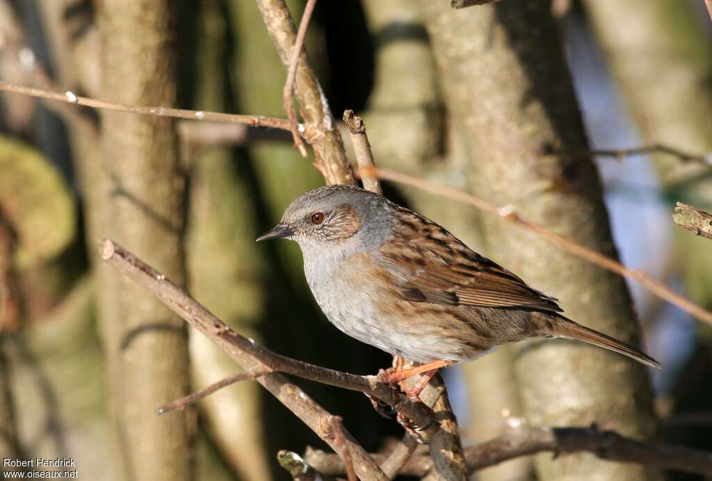 Dunnockadult, identification