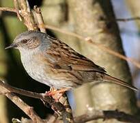 Dunnock