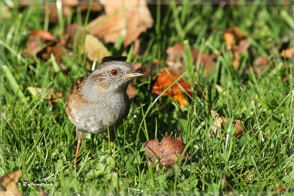 Dunnock