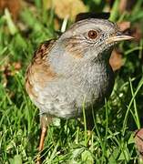 Dunnock