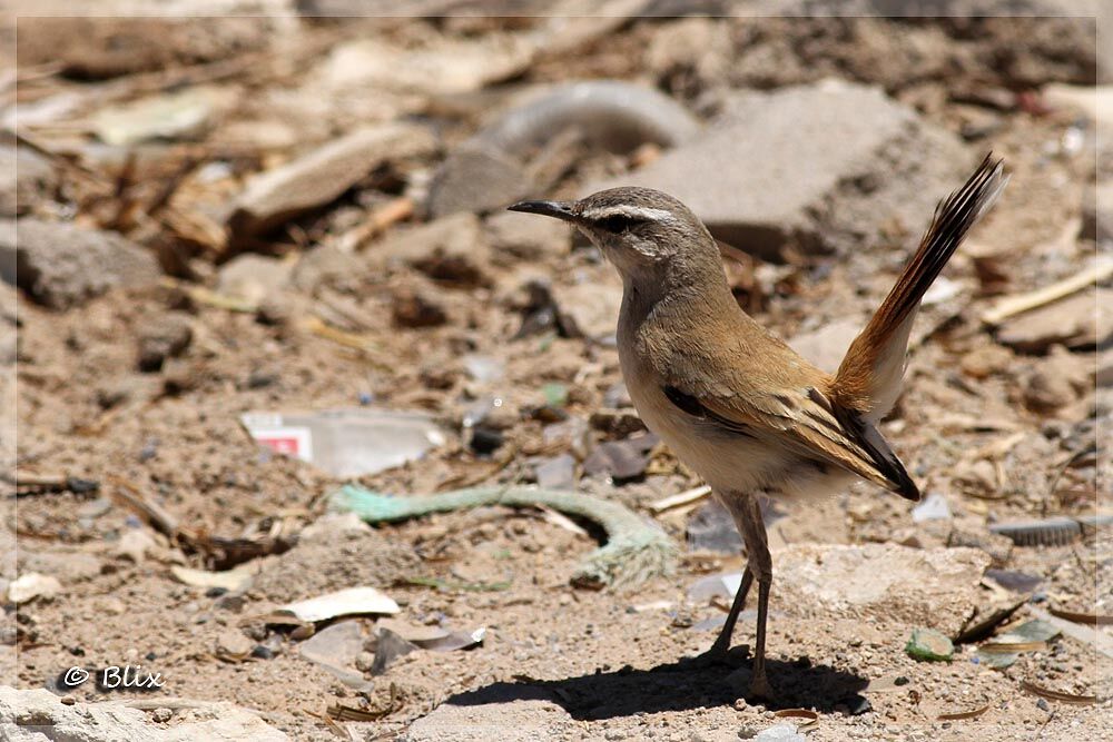 Kalahari Scrub Robin