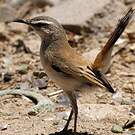 Agrobate du Kalahari