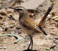 Kalahari Scrub Robin