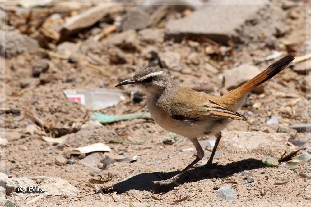 Agrobate du Kalahari