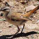 Agrobate du Kalahari