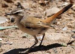 Kalahari Scrub Robin