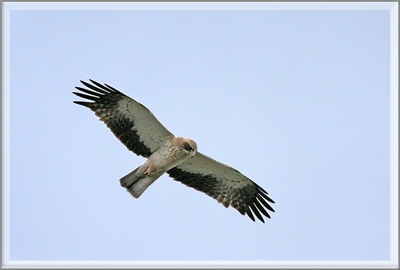 Booted Eagle