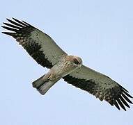 Booted Eagle