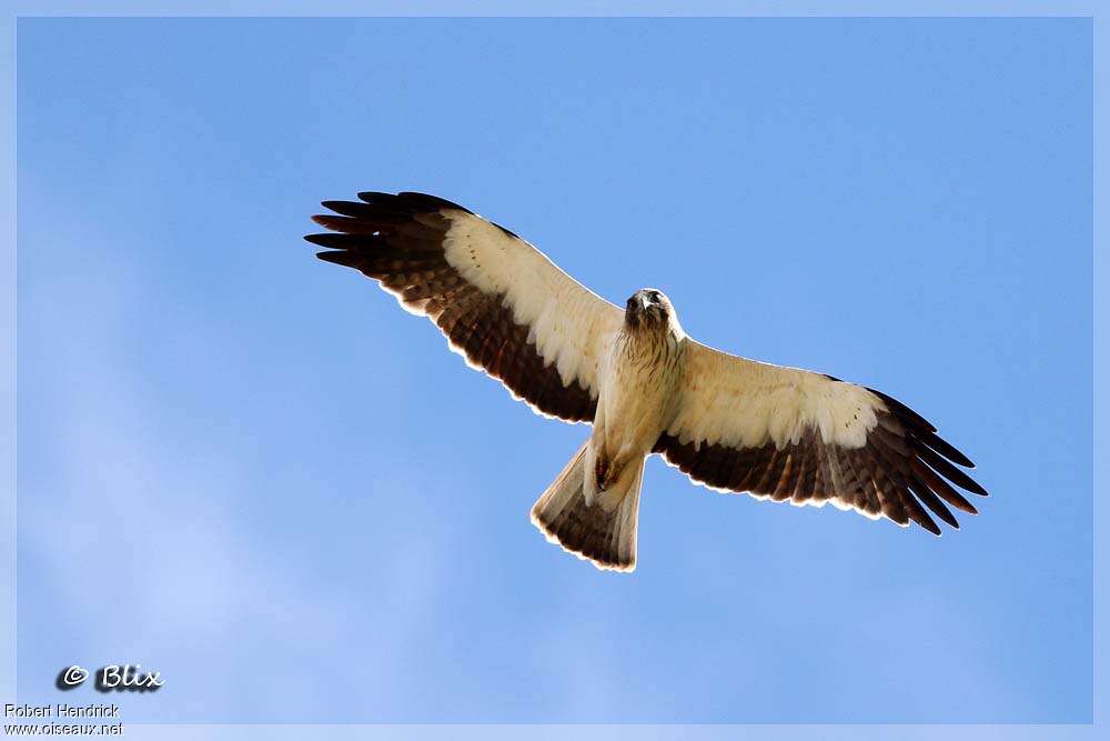 Booted Eagle