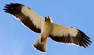 Booted Eagle