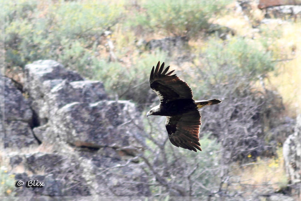 Aigle ibérique