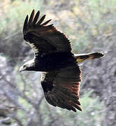 Spanish Imperial Eagle