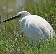 Aigrette garzette