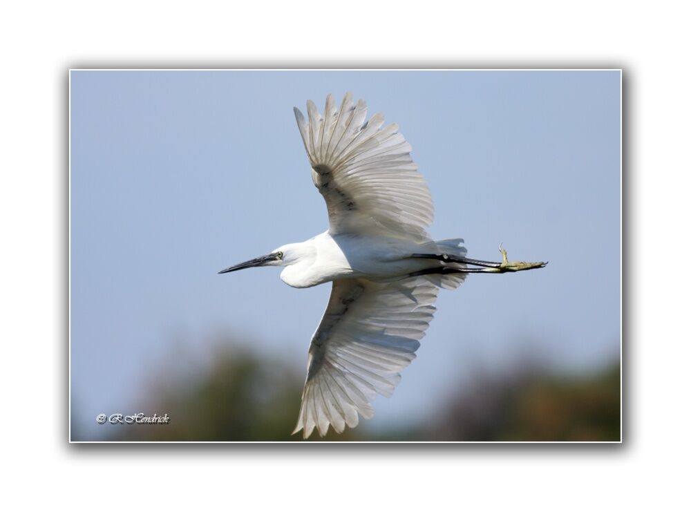 Aigrette garzette