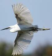 Little Egret