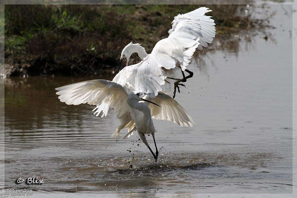 Little Egret, habitat, Behaviour