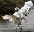 Aigrette garzette