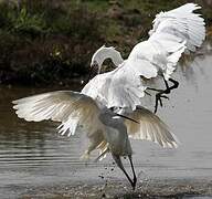 Little Egret