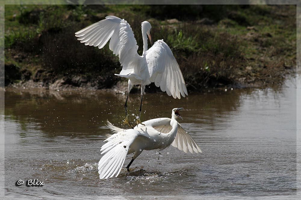 Aigrette garzette