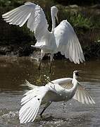 Little Egret