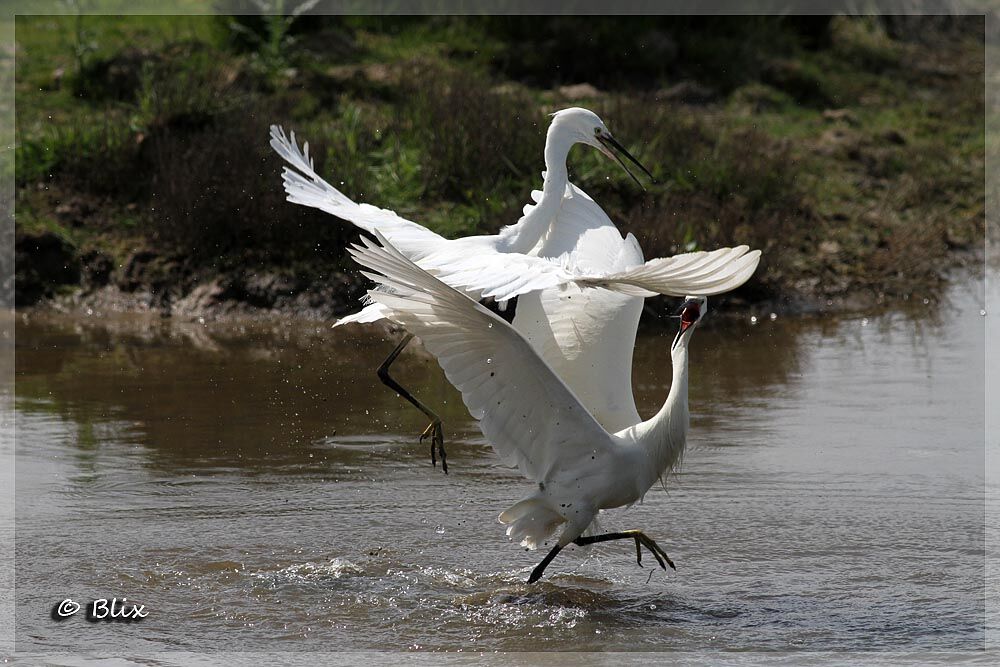 Aigrette garzette