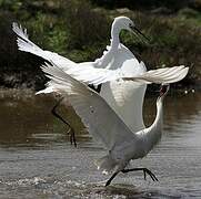 Little Egret