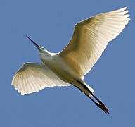 Little Egret