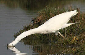 Little Egret