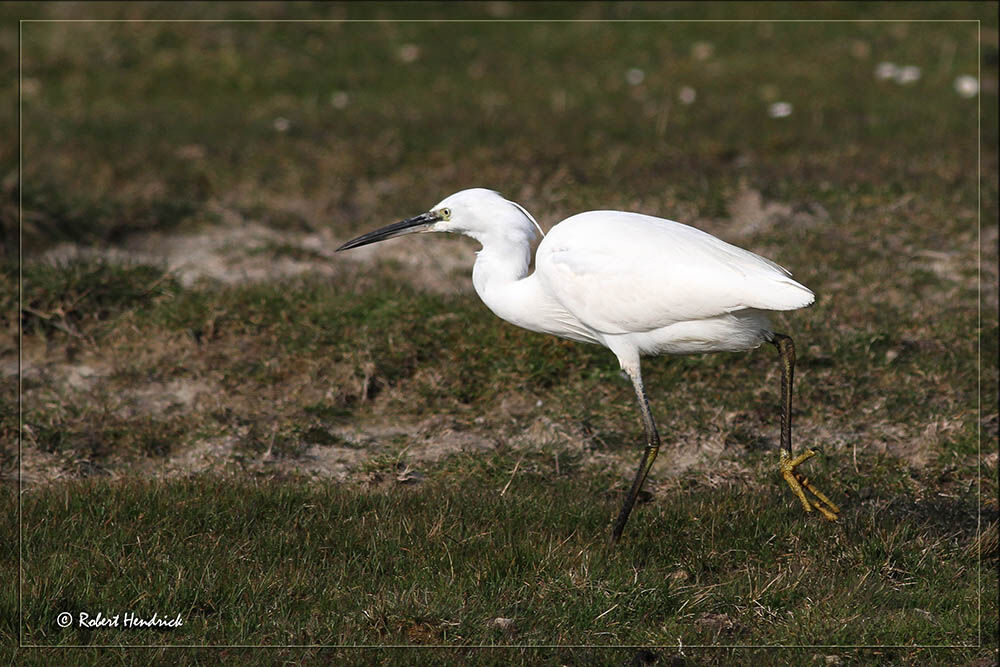 Little Egret