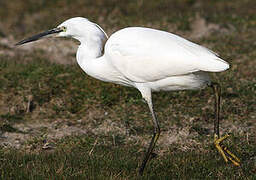 Aigrette garzette