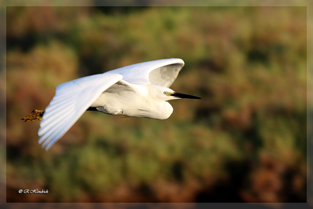 Little Egret