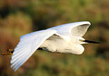 Aigrette garzette