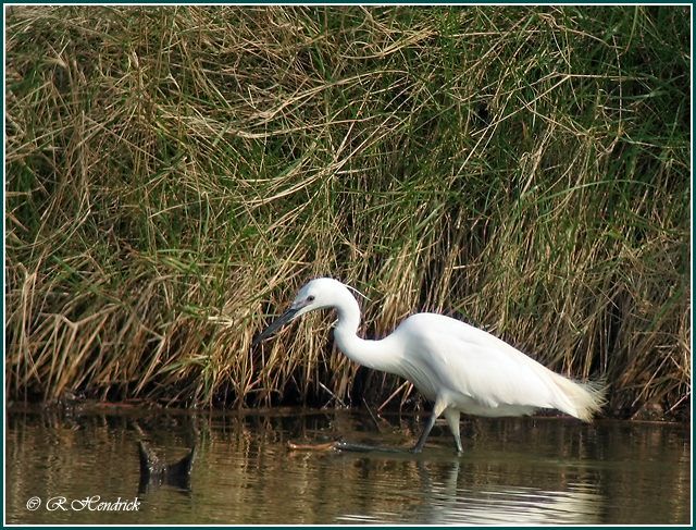 Aigrette garzette