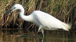 Aigrette garzette