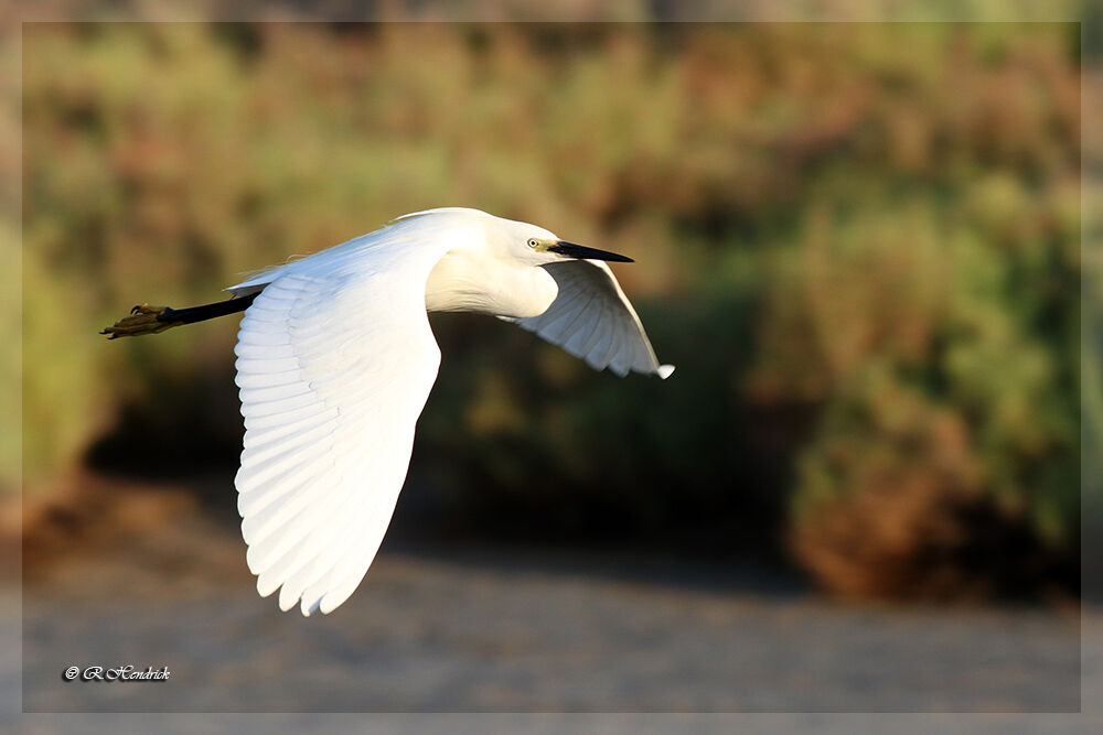 Little Egret