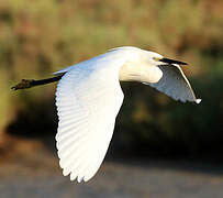 Little Egret