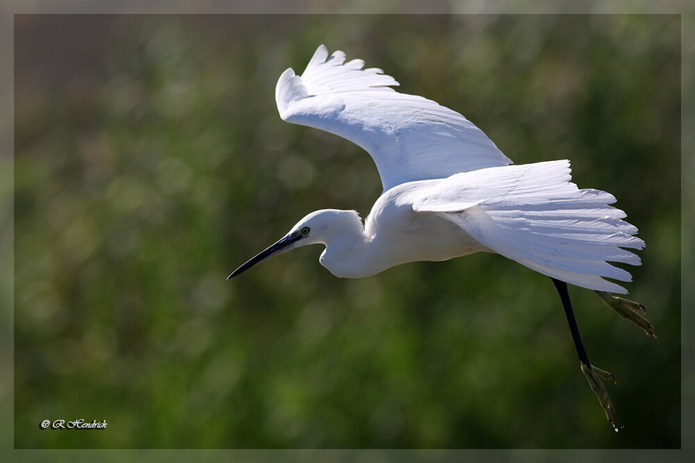 Aigrette garzette