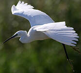 Aigrette garzette