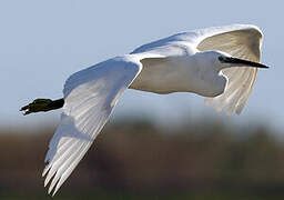 Little Egret