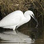 Aigrette garzette